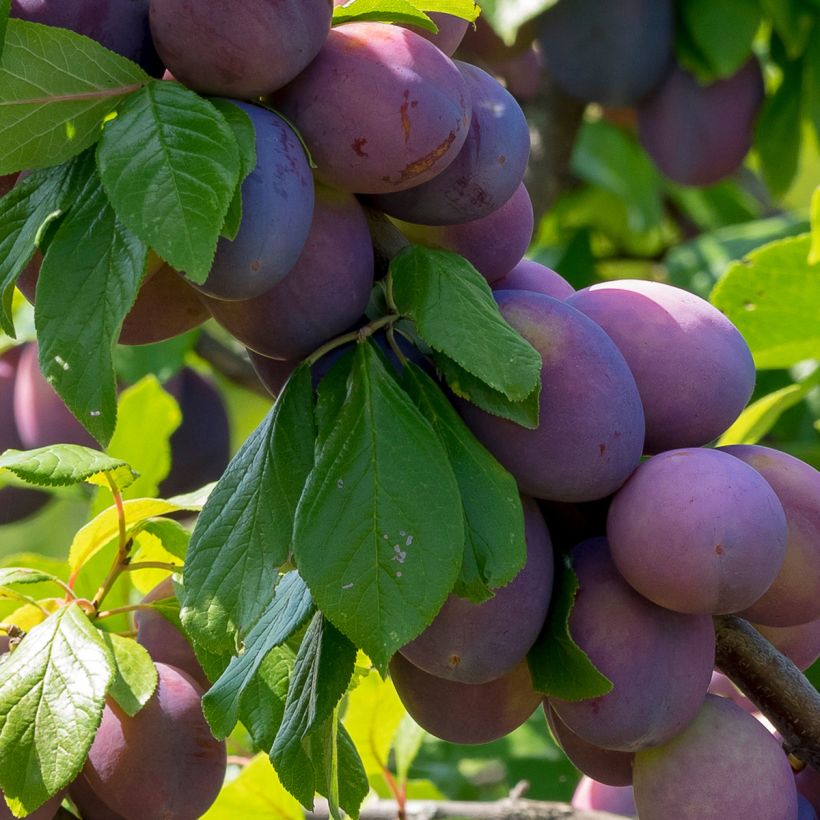 Zwetschge Altesse Simple - Prunus domestica (Harvest)