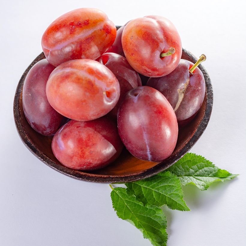 Pflaume Anna Spath - Prunus domestica (Harvest)