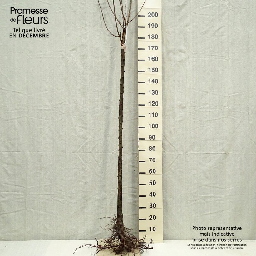 Example of Pflaume Belle de Louvain - Prunus domestica Wurzelnackt, Halbstamm as you get in hiver