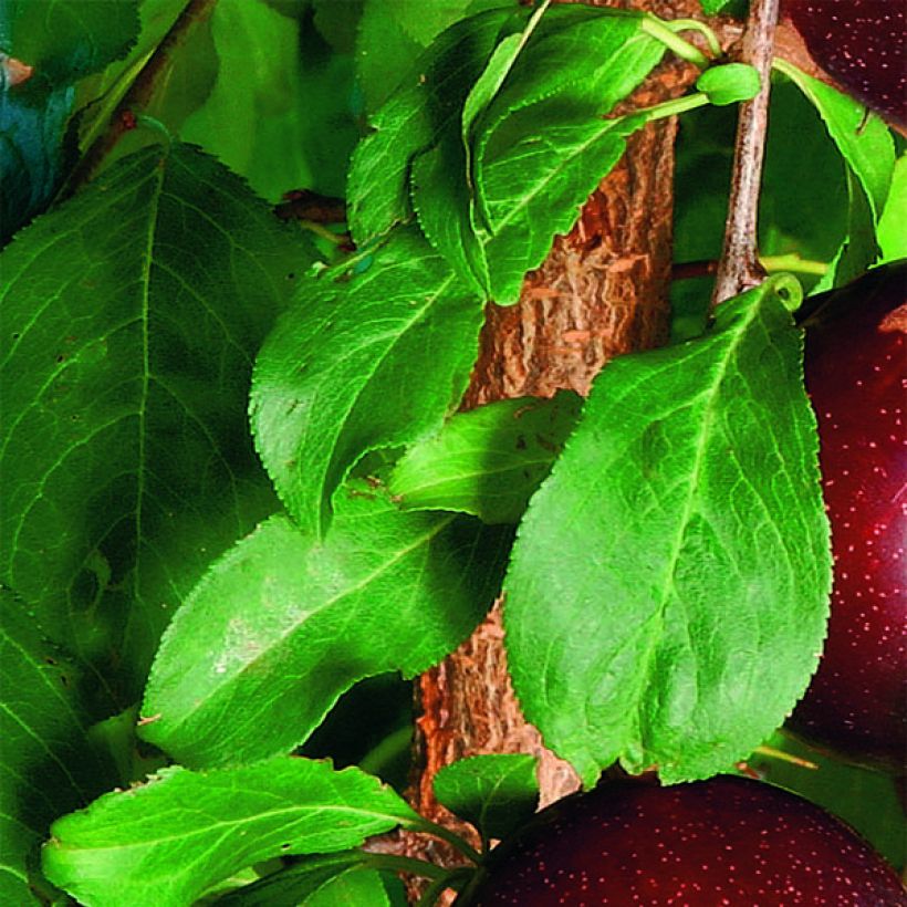 Chinesische Pflaume Crimson Glo - Prunus salicina (Foliage)