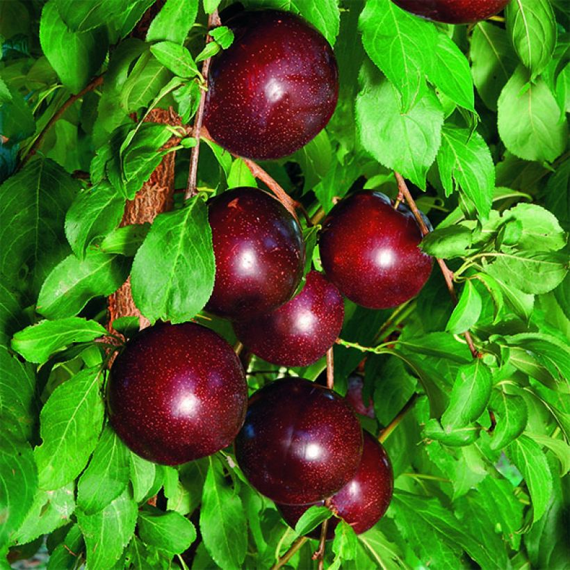 Chinesische Pflaume Crimson Glo - Prunus salicina (Harvest)