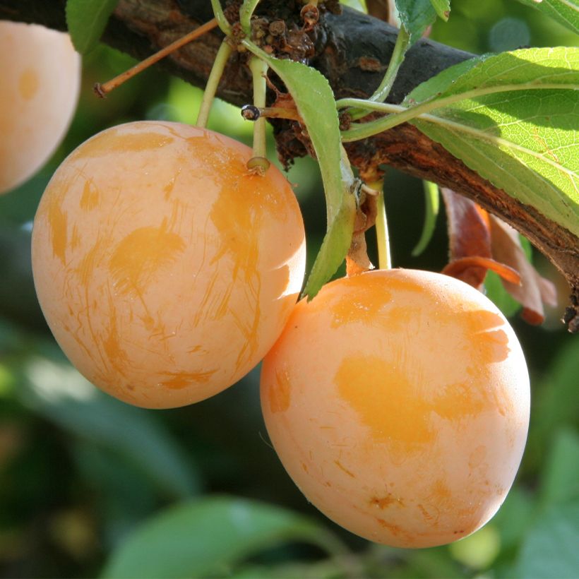 Pflaume Des Béjonnières - Prunus domestica (Harvest)