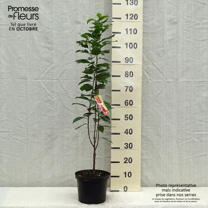 Example of Pflaume Mirabelle Ruby - Prunus Topf mit 7,5L/10L, Säulenförmig as you get in automne