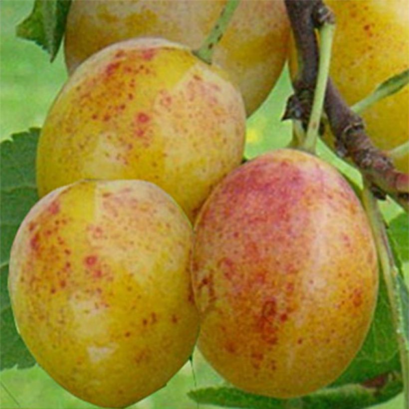 Mirabellenbaum Mirabelle de Metz - Prunus (Harvest)