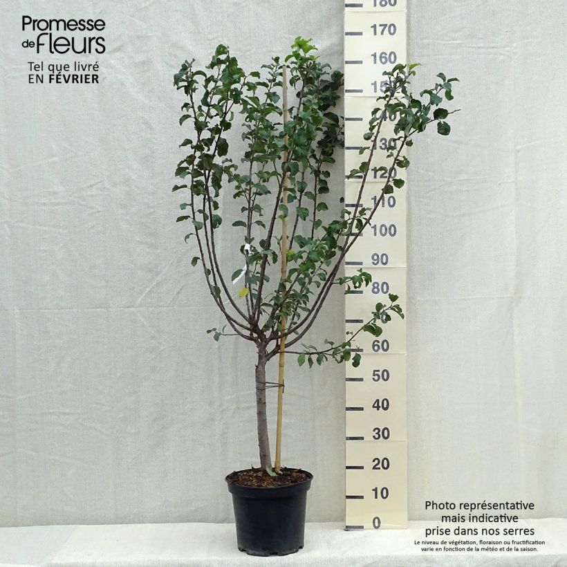 Example of Mirabellenbaum Mirabelle de Metz - Prunus Topf mit 7,5L/10L, Gobelet-Form as you get in automne