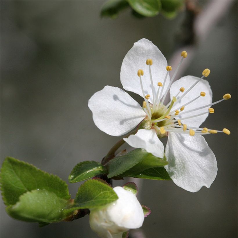 Mirabellenbaum Mirabelle de Nancy - Prunus (Flowering)