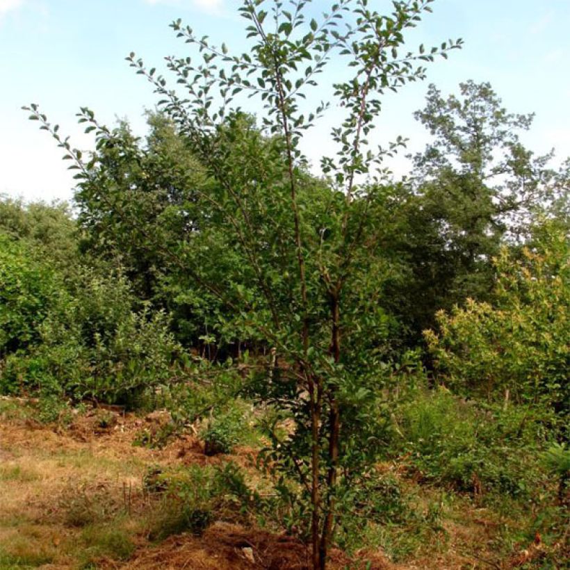 Mirabellenbaum Mirabelle de Nancy - Prunus (Plant habit)