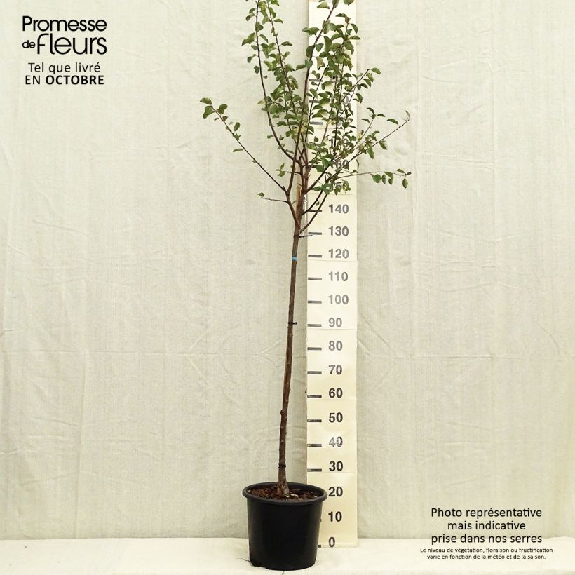 Example of Mirabellenbaum Mirabelle de Nancy - Prunus Topf mit 7,5L/10L, Halbstamm as you get in automne