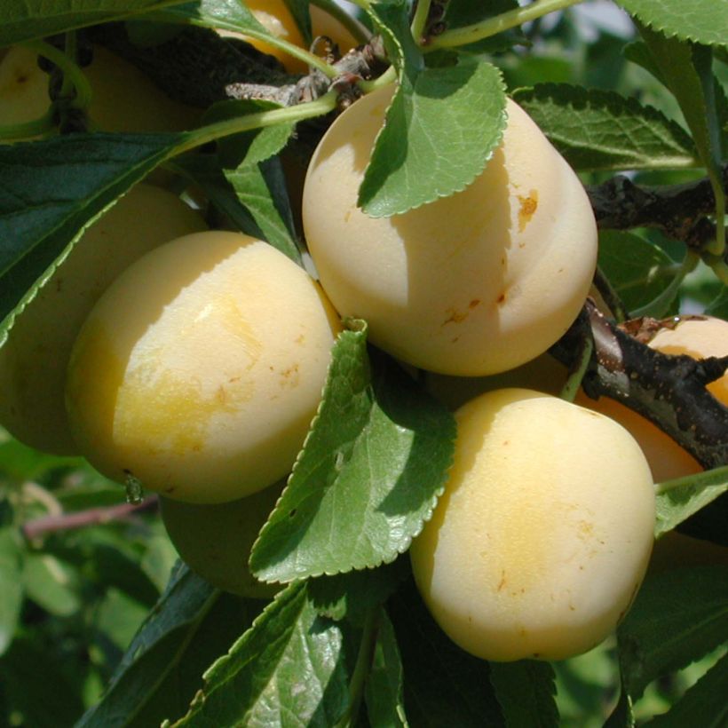 Pflaume Miraclaude 'Delclomi' - Prunus domestica (Harvest)