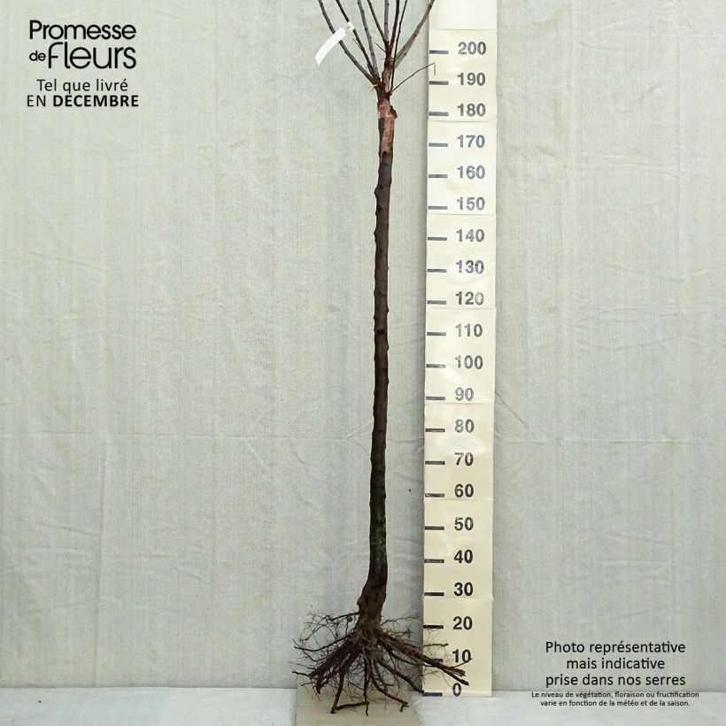 Example of Pflaume Mr. Hâtif - Prunus domestica Wurzelnackt, Halbstamm as you get in hiver