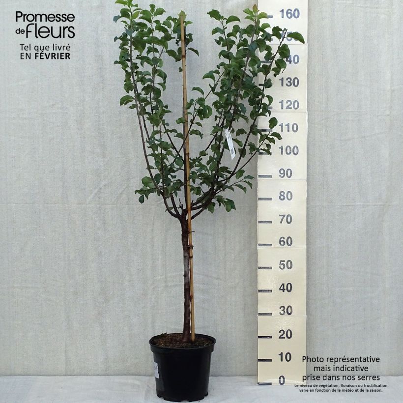 Example of Pflaume Mr. Hâtif - Prunus domestica Topf mit 7,5L/10L, Gobelet-Form as you get in automne