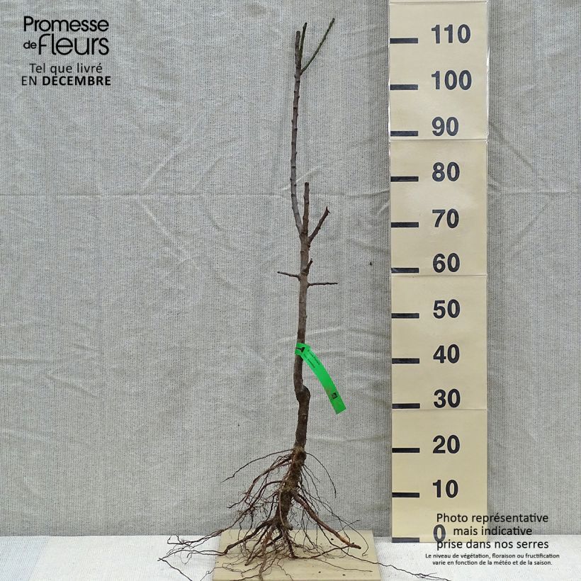 Example of Pflaume Monsieur Jaune - Prunus domestica Wurzelnackt, Heister as you get in hiver