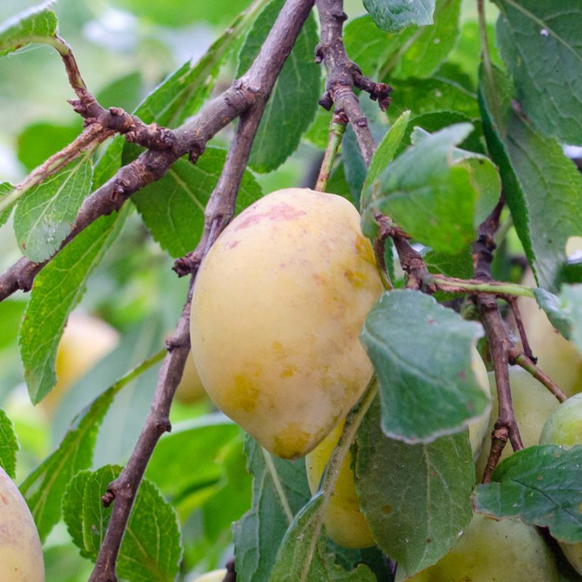 Pflaume Monsieur Jaune - Prunus domestica (Harvest)