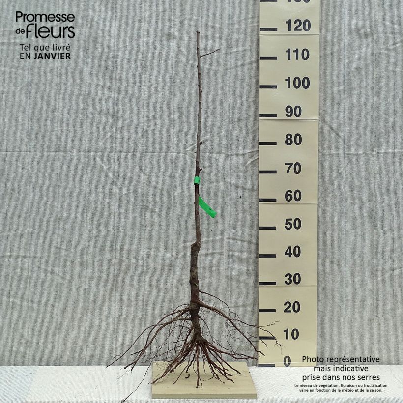 Example of Pflaume Mr Hâtif Bio - Prunus domestica Wurzelnackt, Heister as you get in hiver