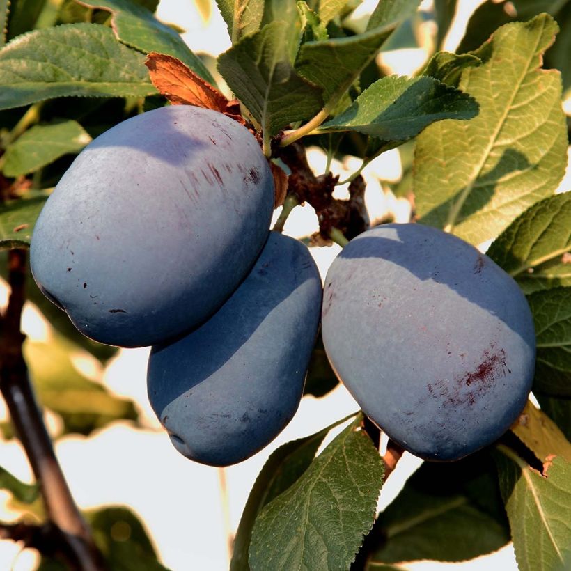 Pflaume Mr Hâtif Bio - Prunus domestica (Harvest)