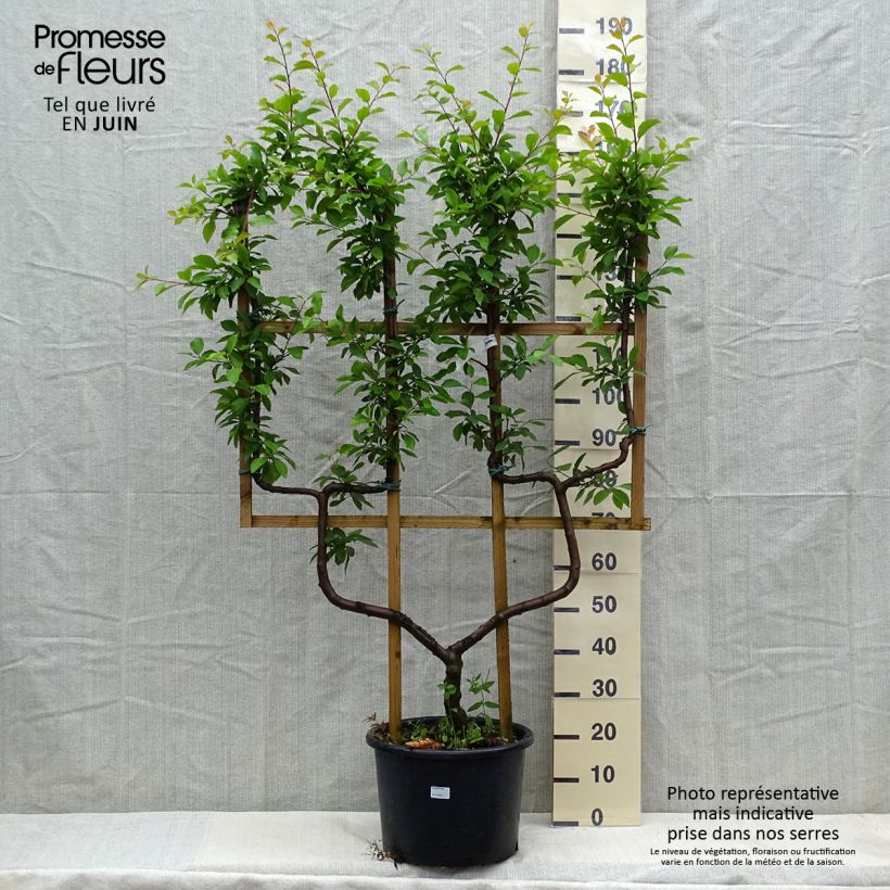 Example of Zwetschgenbaum Opal 18/20L Palmette doppelt U as you get in printemps