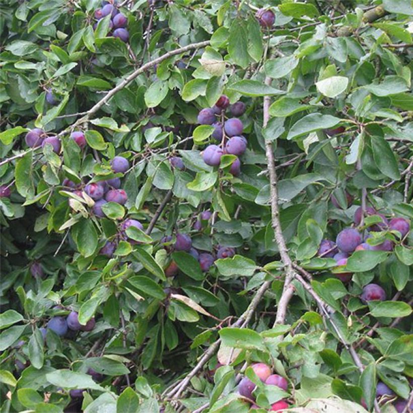 Pflaume Opal - Prunus domestica (Harvest)