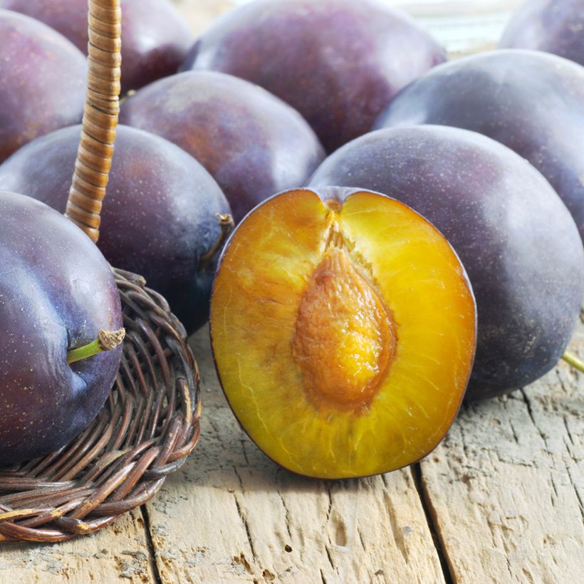 Pflaume Président - Prunus domestica (Harvest)