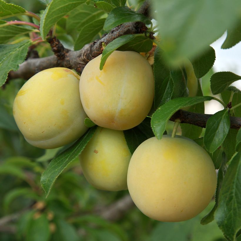Pflaume Prune d'Ente Blanche Bio - Prunus domestica (Harvest)