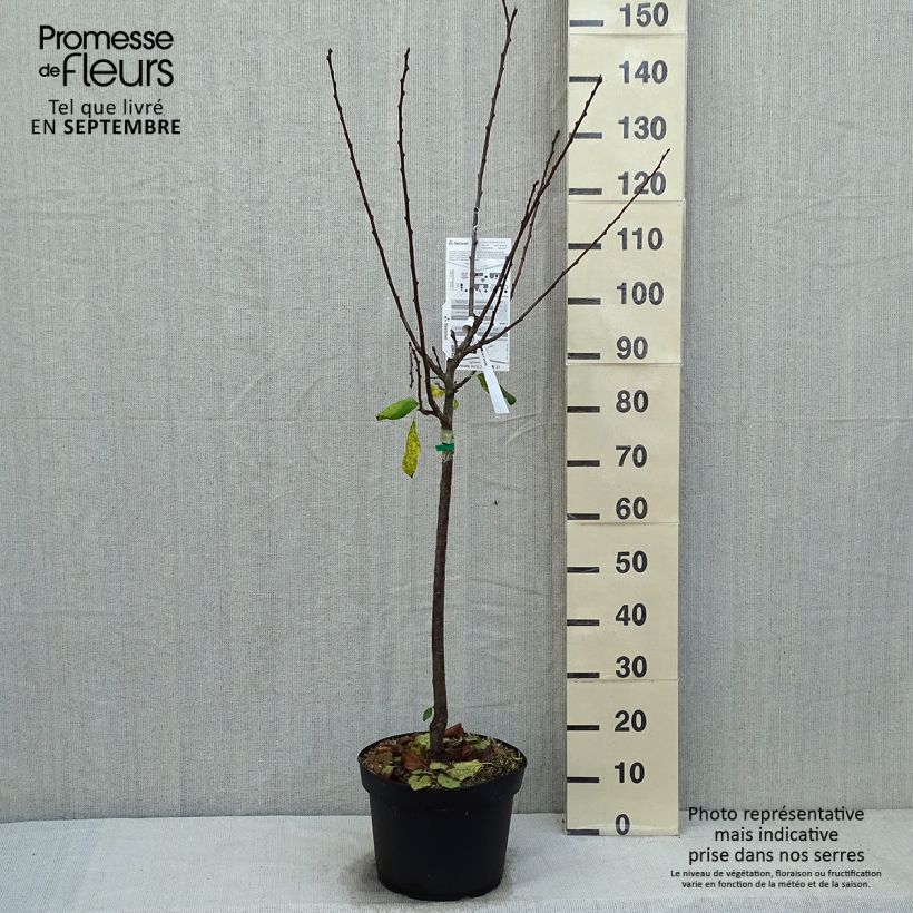 Example of Pflaume Prune d'Ente - Prunus domestica Topf mit 7,5L/10L, Gobelet-Form as you get in automne