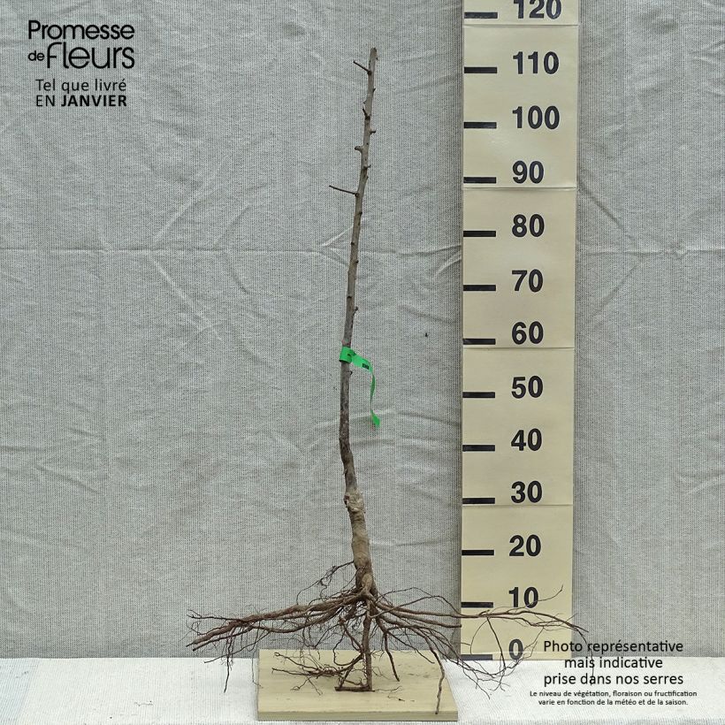 Example of Pflaume Prune d'Ente Blanche Bio - Prunus domestica Wurzelnackt, Heister as you get in hiver