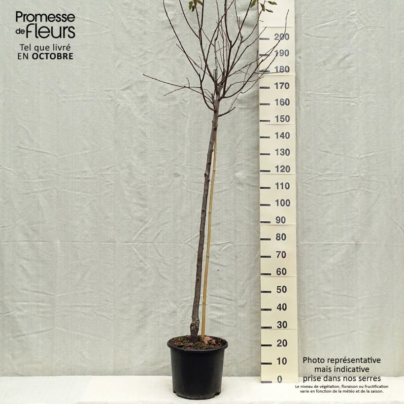 Example of Pflaume Prune d'Ente - Prunus domestica Topf mit 12L/15L, Halbstamm as you get in automne