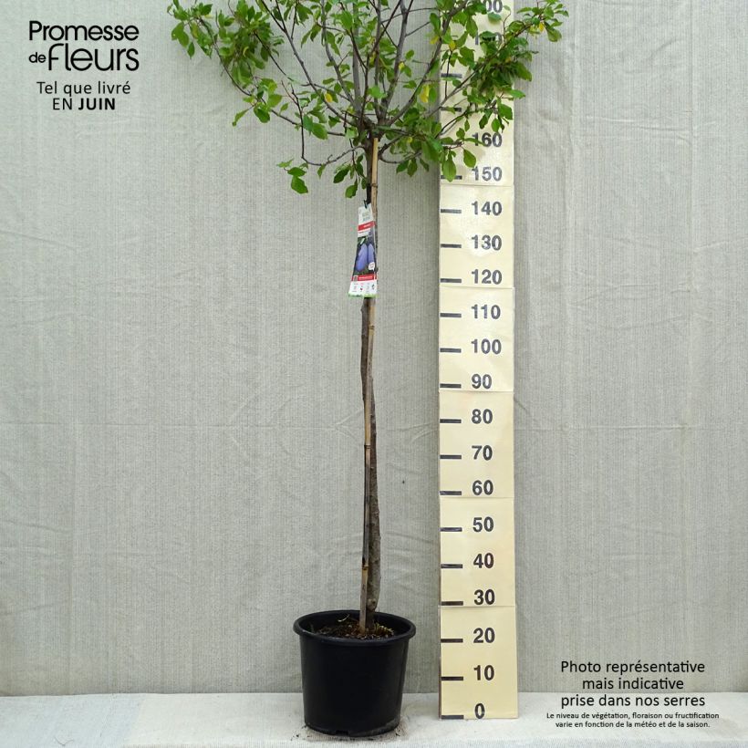 Exemplar von Pflaume Prune d'Ente - Prunus domestica Topf mit 12L/15L, Halbstamm wie im Frühjahr geliefert