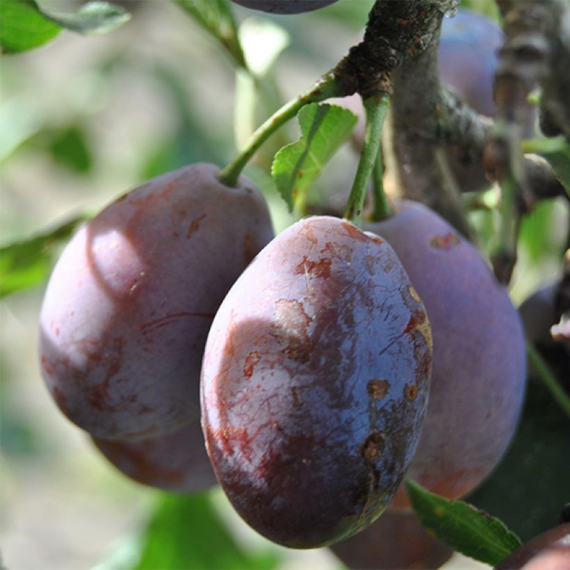 Pflaume Prune d'Ente - Prunus domestica (Harvest)