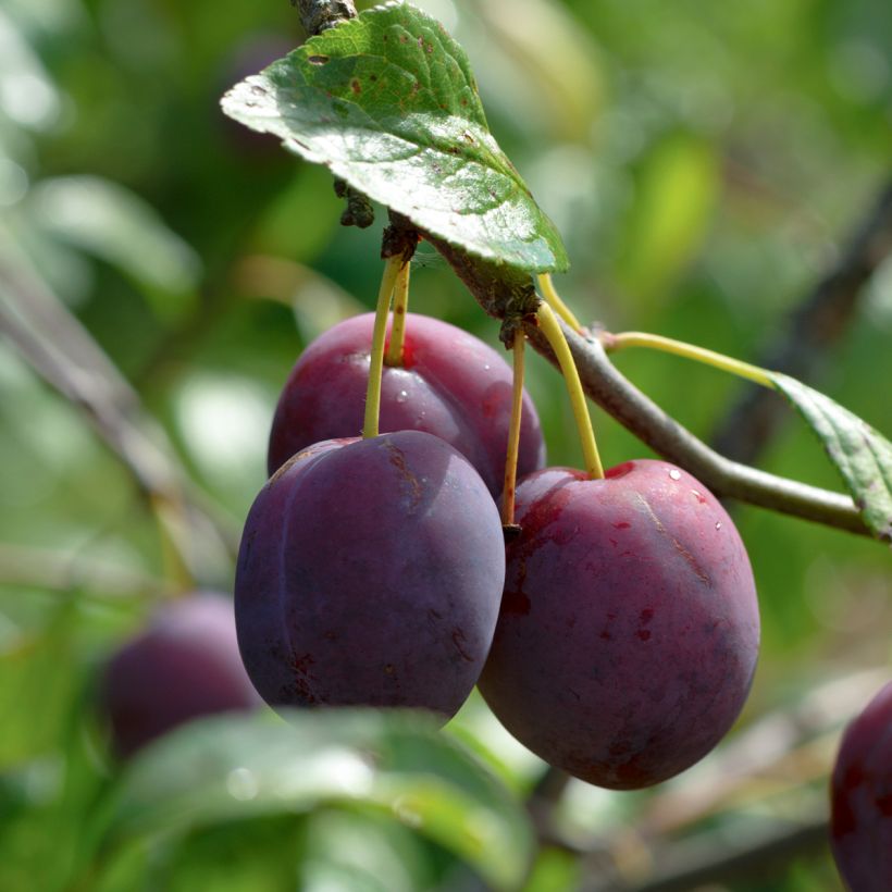 Pflaume Mr. Hâtif - Prunus domestica (Harvest)