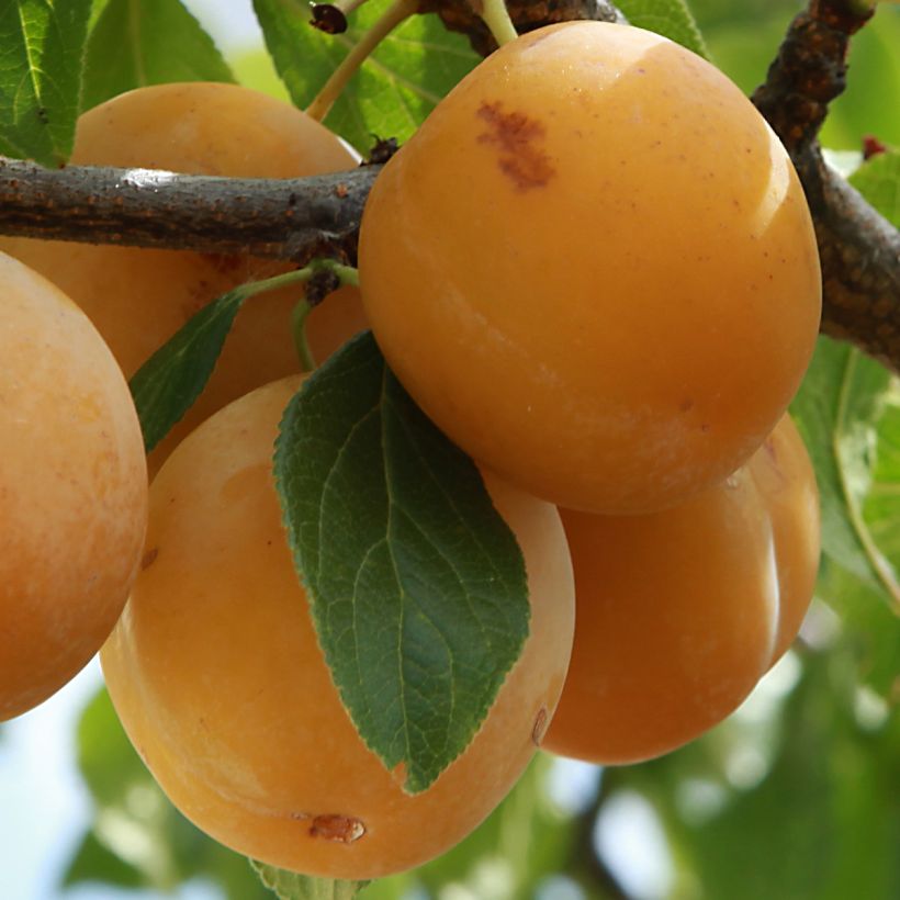 Pflaumenbaum Sainte Catherine - Prunus x domestica (Harvest)
