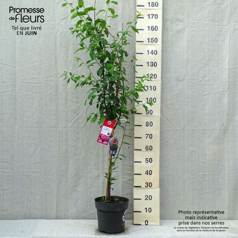 Exemplar von Pflaume Victoria - Prunus domestica Topf mit 7,5L/10L, Gobelet-Form wie im Frühjahr geliefert