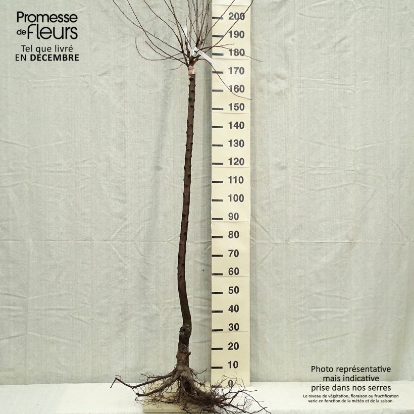 Example of Zwetschge Altesse Simple - Prunus domestica Wurzelnackt, Halbstamm as you get in hiver