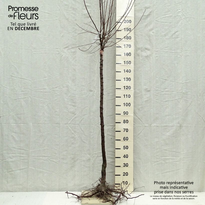 Example of Zwetschge Altesse Simple - Prunus domestica Wurzelnackt, Gobelet-Form as you get in hiver