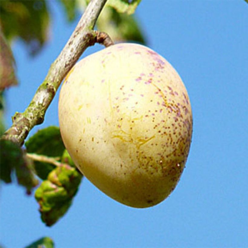 Zwetschge Quetsche Blanche de Létricourt - Prunus domestica (Harvest)