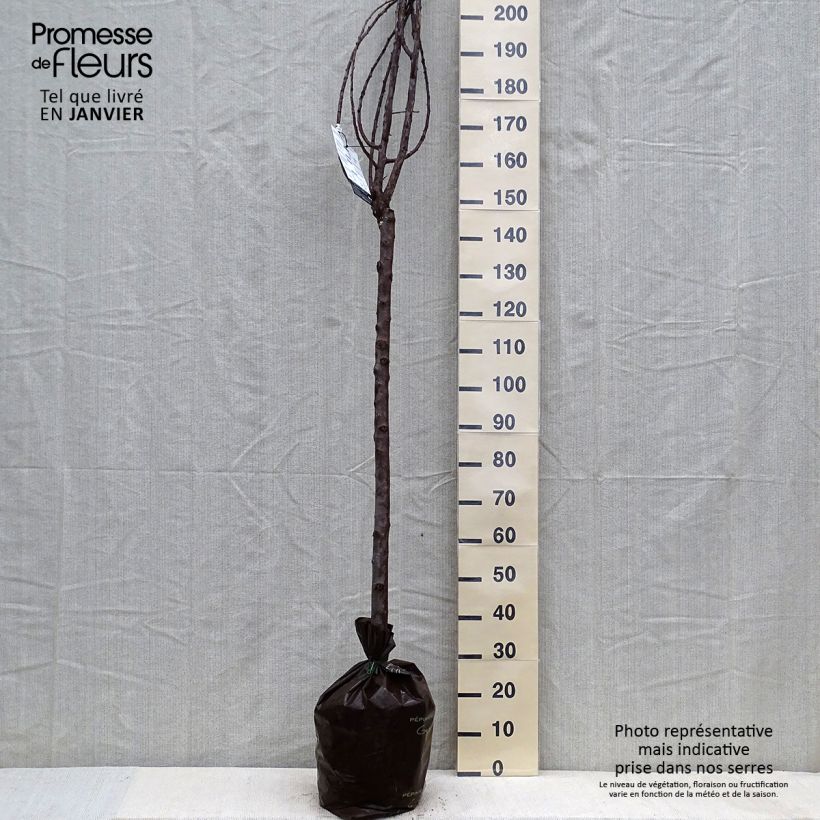 Exemplar von Zwetschge Quetsche Blanche de Létricourt - Prunus domestica Plug "Fertig-zum-Pflanzen", Halbstamm wie im Winter geliefert