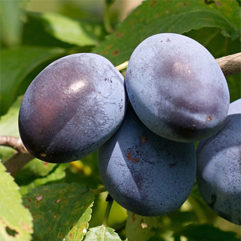 Zwetschge Stanley - Prunus domestica (Harvest)