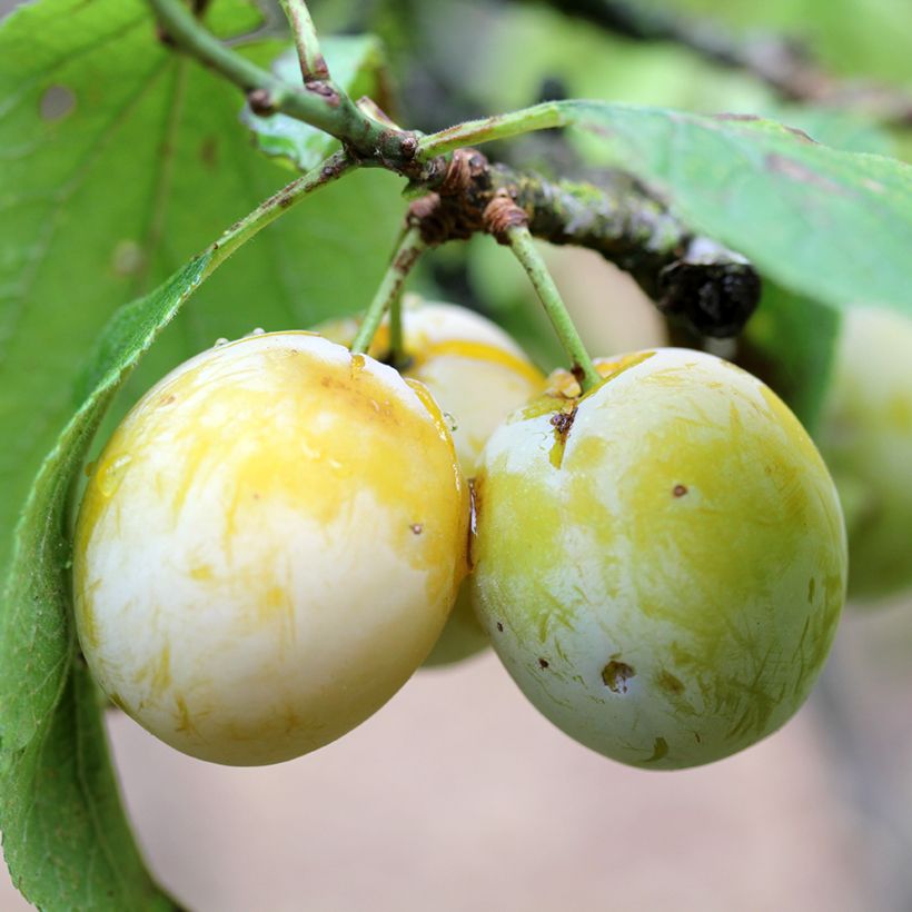 Zwetschge Quetsche Blanche de Létricourt Bio - Prunus domestica (Harvest)