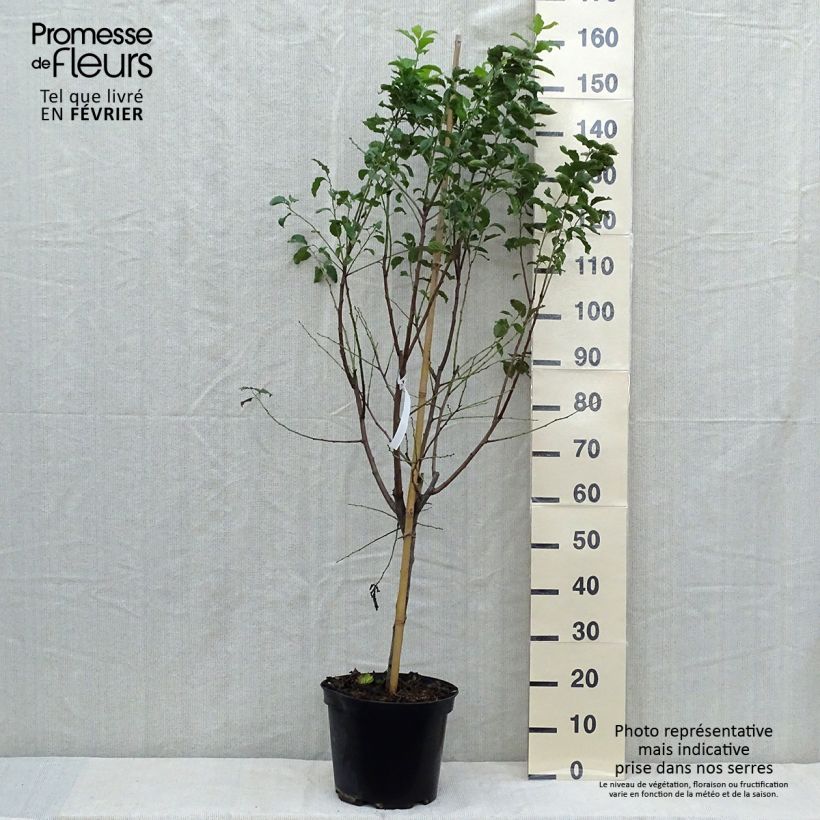 Example of Zwetschge Quetsche d'Alsace - Prunus domestica Topf mit 7,5L/10L, Gobelet-Form as you get in automne