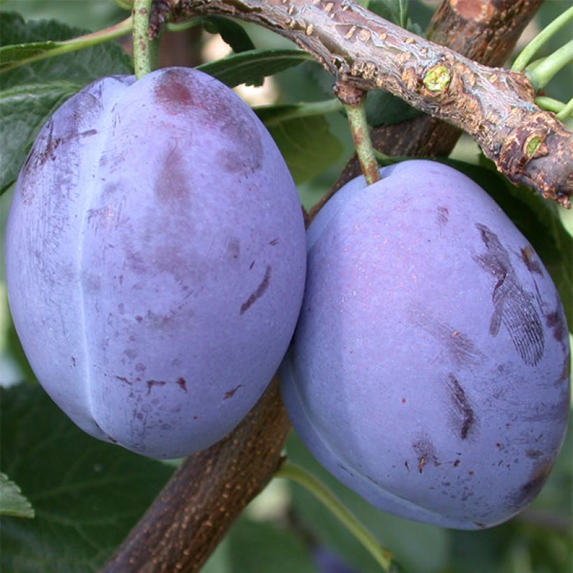 Zwetschge Quetsche d'Alsace Bio - Prunus domestica (Harvest)