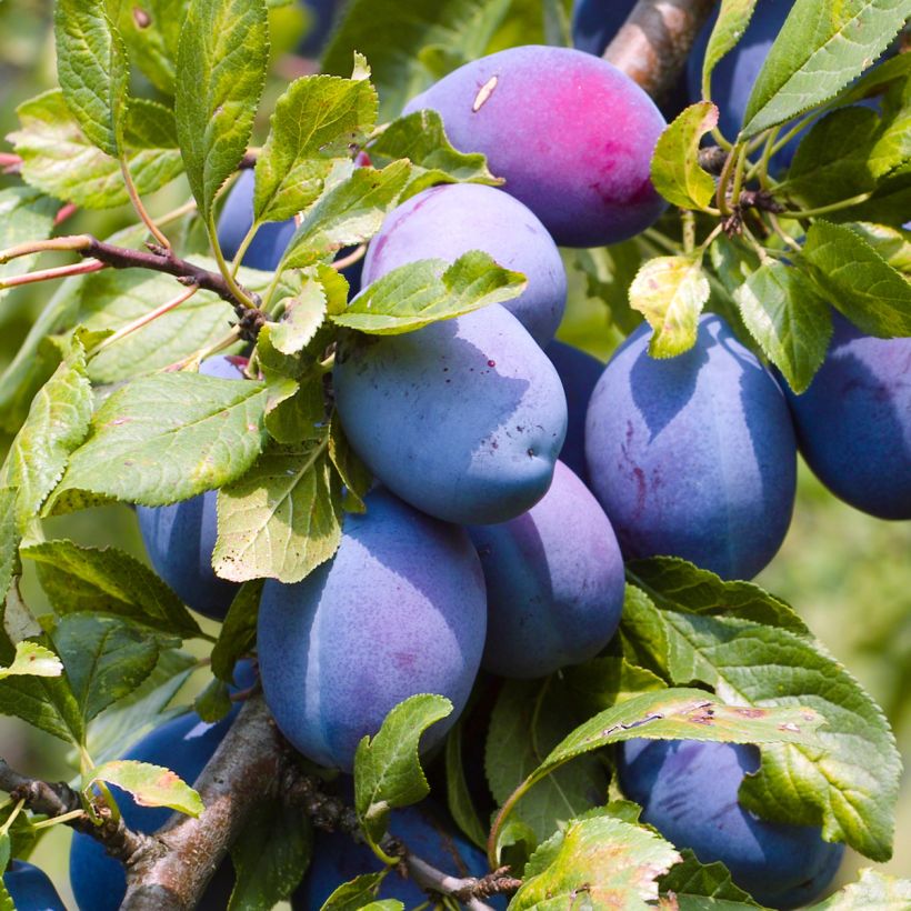 Pflaume Altesse Double - Prunus domestica (Harvest)
