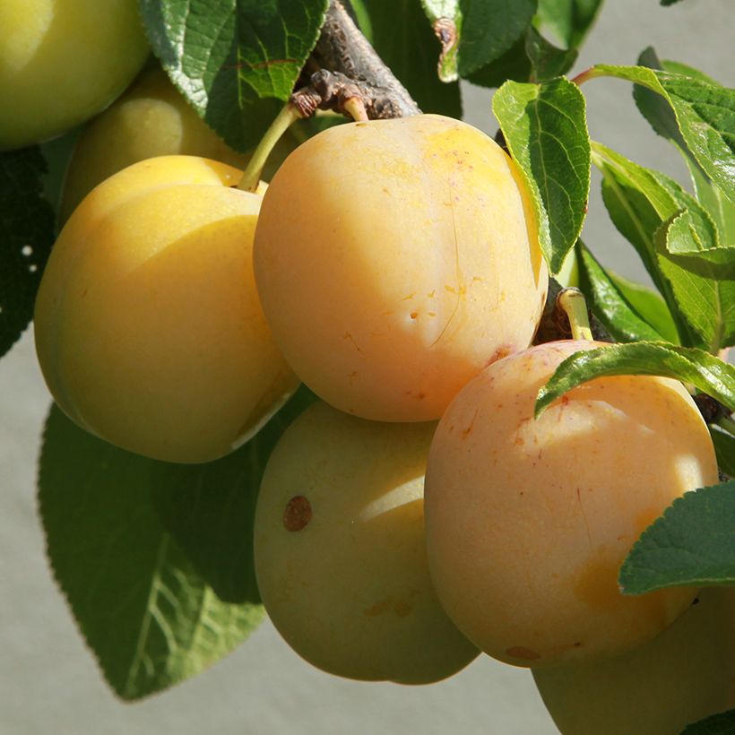 Pflaume Diaphane Reneklode Bio - Prunus domestica (Harvest)