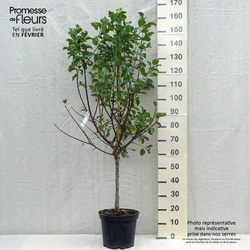 Example of Pflaume Dorée ou verte Reneklode - Prunus domestica Topf mit 7,5L/10L, Halbstamm as you get in automne