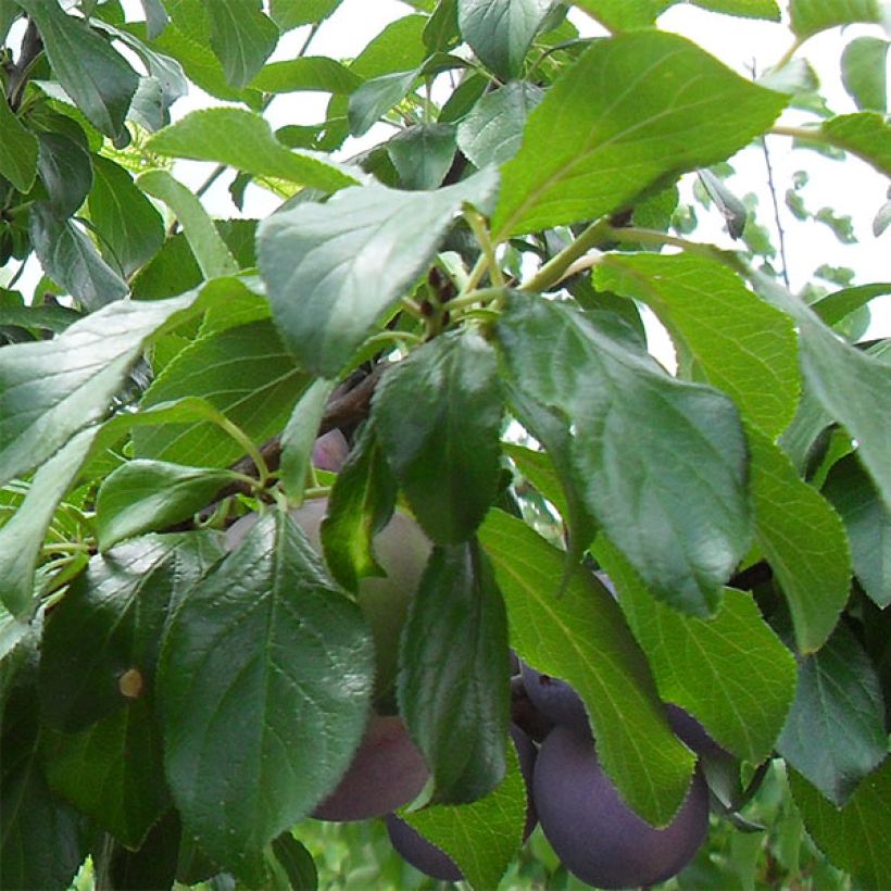 Pflaume Violette Reneklode - Prunus domestica (Foliage)