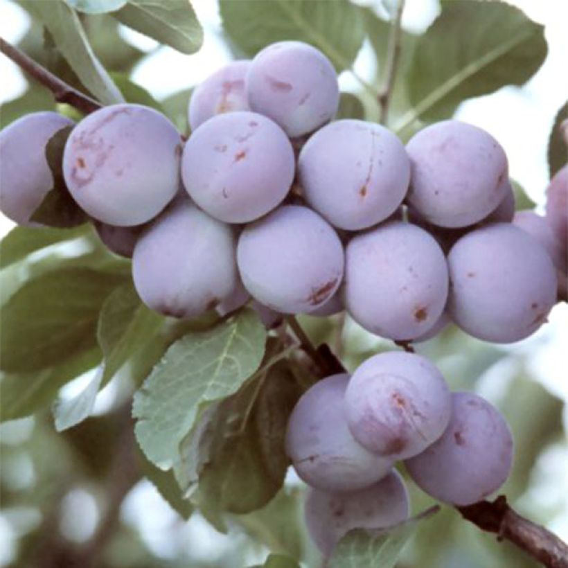 Pflaume Violette Reneklode - Prunus domestica (Harvest)