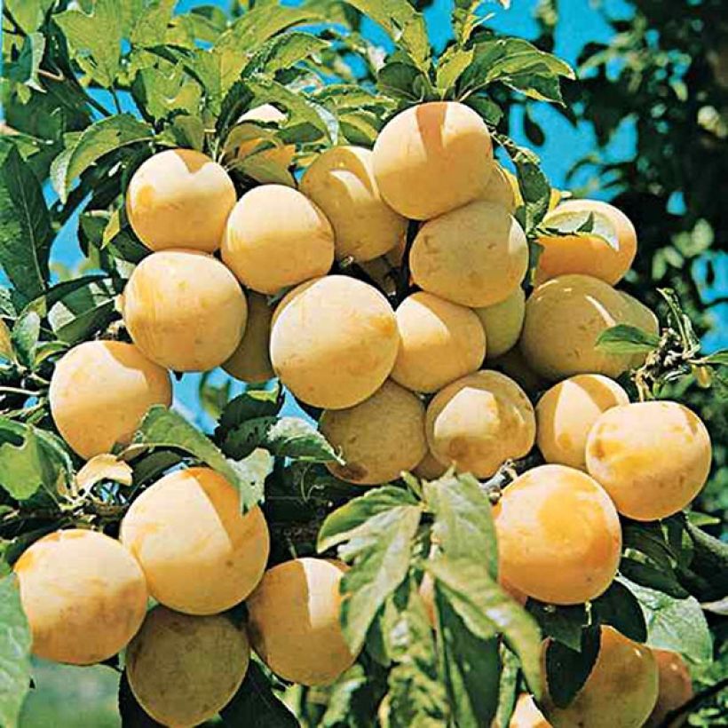 Pflaume Oullins Reneklode Bio - Prunus domestica (Harvest)