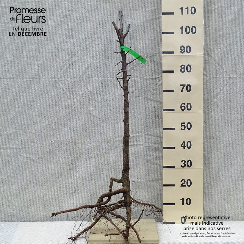 Example of Pflaume Althan Reneklode Bio - Prunus domestica Wurzelnackt, Heister as you get in hiver