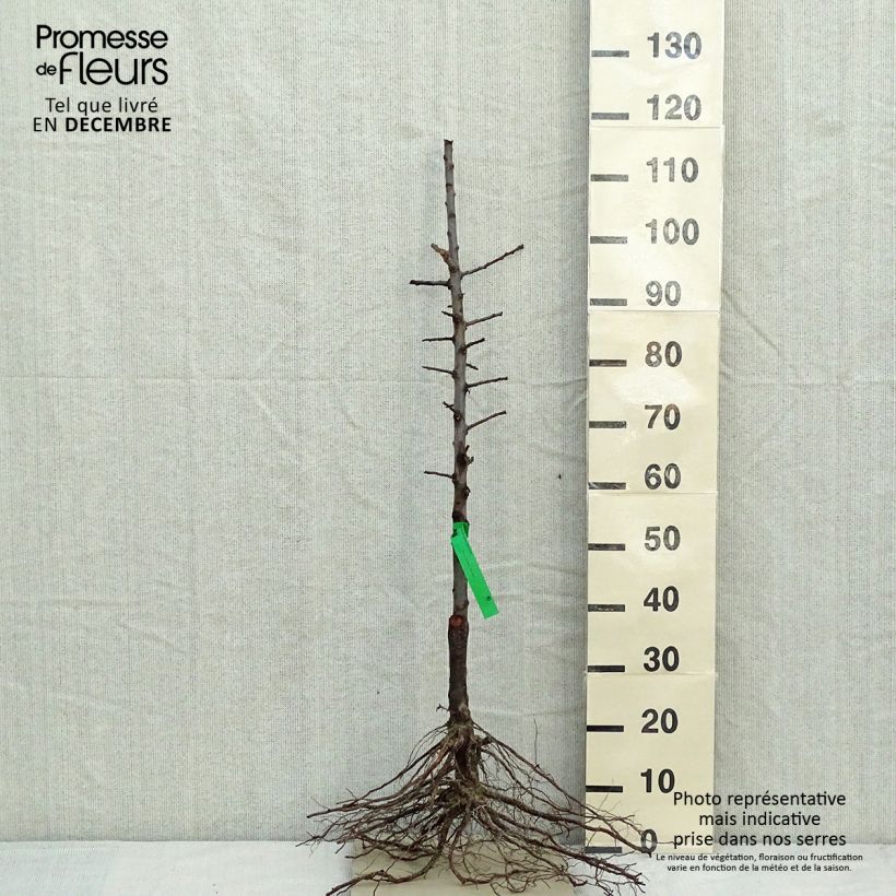 Example of Pflaume Oullins Reneklode Bio - Prunus domestica Wurzelnackt, Heister as you get in hiver