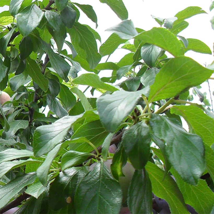 Pflaume Althan Reneklode Bio - Prunus domestica (Foliage)