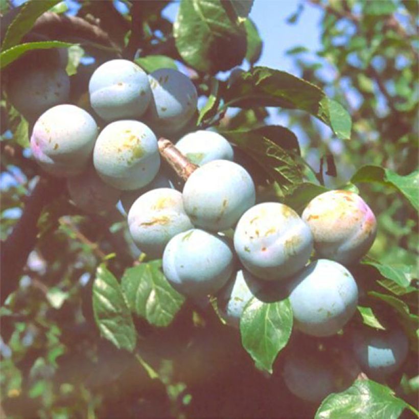 Pflaume Bavay Reneklode - Prunus domestica (Harvest)