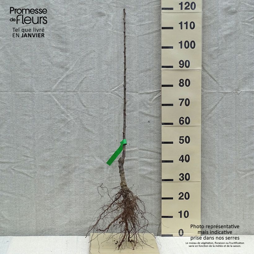 Example of Pflaume Bavay Reneklode Bio - Prunus domestica Wurzelnackt, Heister as you get in hiver